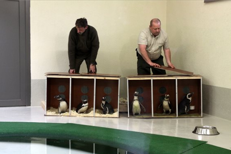 Fókák és pingvinek érkeztek a Veszprémi Állatkertbe
