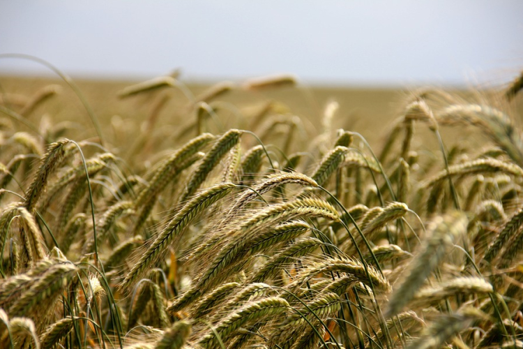 Rekordteljesítményt érhet el az agrárium idén