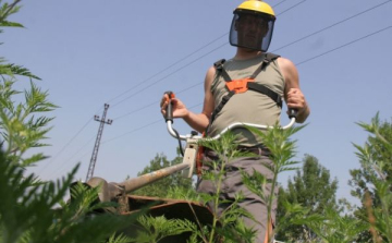 Irtják a tájidegen növényeket a Kiskunsági Nemzeti Parkban