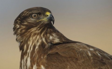 Húsz védett madarat mérgeztek meg egy hónap alatt Bács-Kiskun megyében