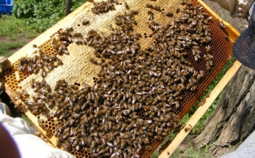 Több uniós támogatás jut a méhészeknek