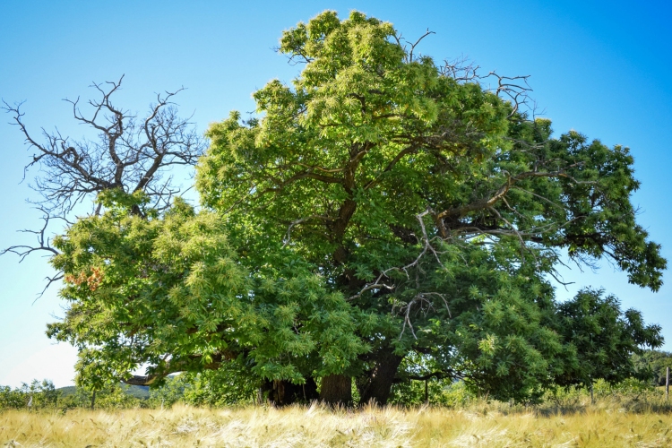 Zengővárkony győztes szelídgesztenyéje versenyez idén az év európai fája címért