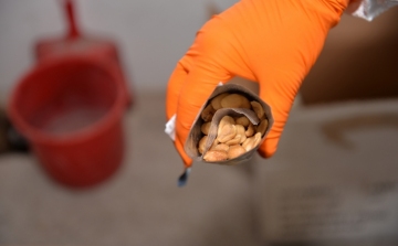 Kávés-, mogyorós- és fűszereszacskókba rejtették a drogot - VIDEÓVAL