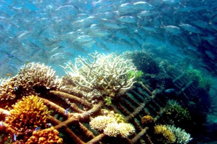 Szivacsok segítik a korallzátonyok fennmaradását kutatók szerint