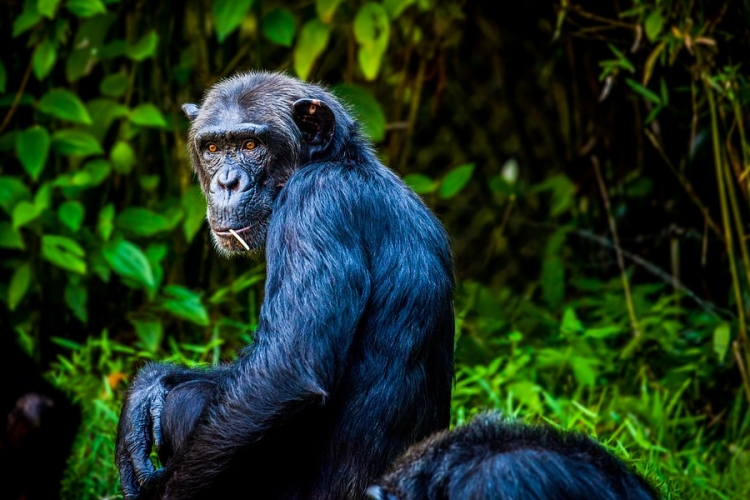 Szívcsontot azonosítottak a csimpánzok egy részénél