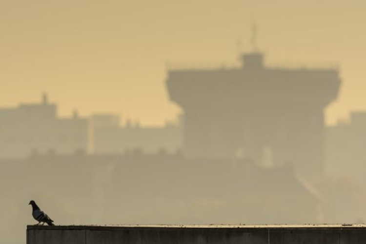 Elindult a nemzeti húsgalambprogram