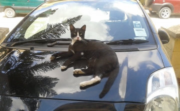 Zuhanó macska horpasztott be autót, amely viszont tilosban parkolt