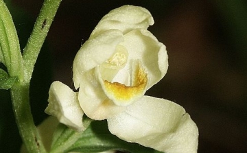 Ritka orchideára bukkantak a Buckingham-palota kertjében