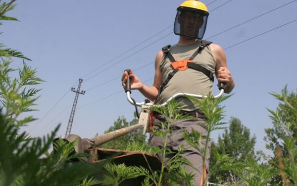 Irtják a tájidegen növényeket a Kiskunsági Nemzeti Parkban