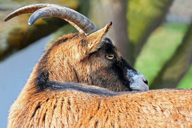 Veszett kecskéket találtak a Borsodban