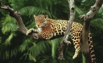 Először készültek HD-minőségű videofelvételek vadon élő amuri leopárdokról