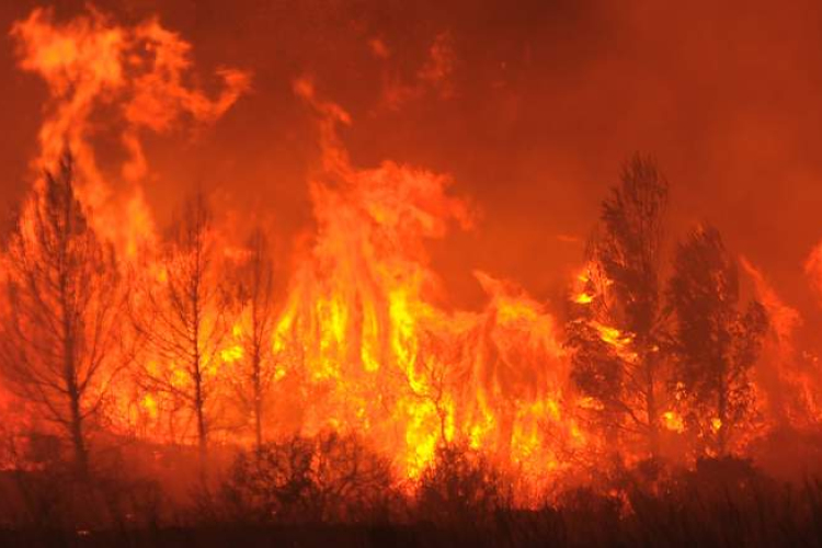 Erdőtüzek miatt szükségállapotot hirdettek ki San Franciscóban