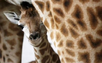 Újabb zsiráfbébi született a Fővárosi Állat- és Növénykertben