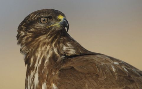 Húsz védett madarat mérgeztek meg egy hónap alatt Bács-Kiskun megyében