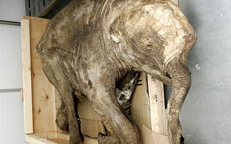  Ljuba, a jamali mamutbébi először mutatkozik be Moszkvában