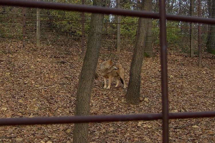 Farkasok a középpontban a Budakeszi Vadasparkban