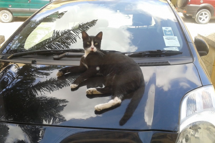 Zuhanó macska horpasztott be autót, amely viszont tilosban parkolt