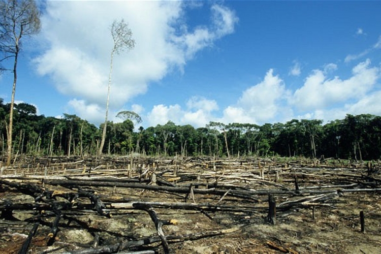 Klímacsúcs - Pénzt kapnak a szegény országok az erdőirtás beszüntetéséért