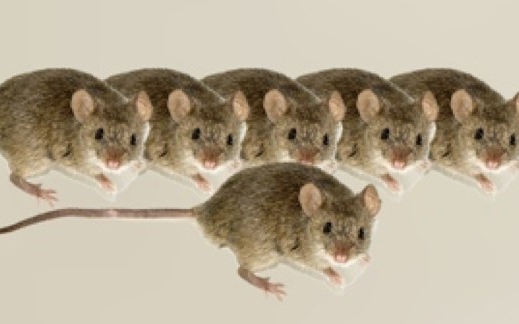Egy csepp vérből klónoztak egeret japán tudósok