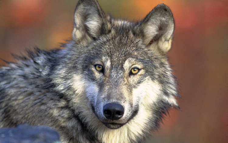 Védett szürke farkasok kilövésével gyanúsítanak három borsodi férfit
