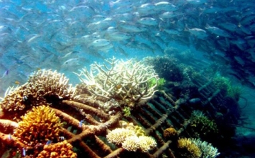 Szivacsok segítik a korallzátonyok fennmaradását kutatók szerint