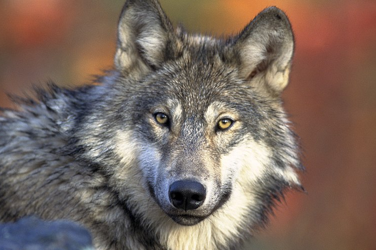 Védett szürke farkasok kilövésével gyanúsítanak három borsodi férfit